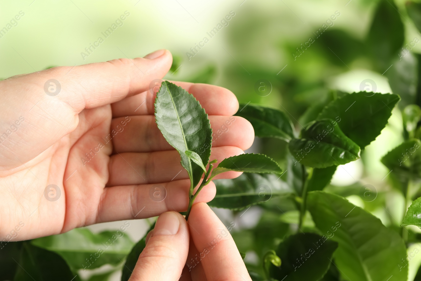 Photo of Farmer holding green leaves near tea plant against blurred background, closeup