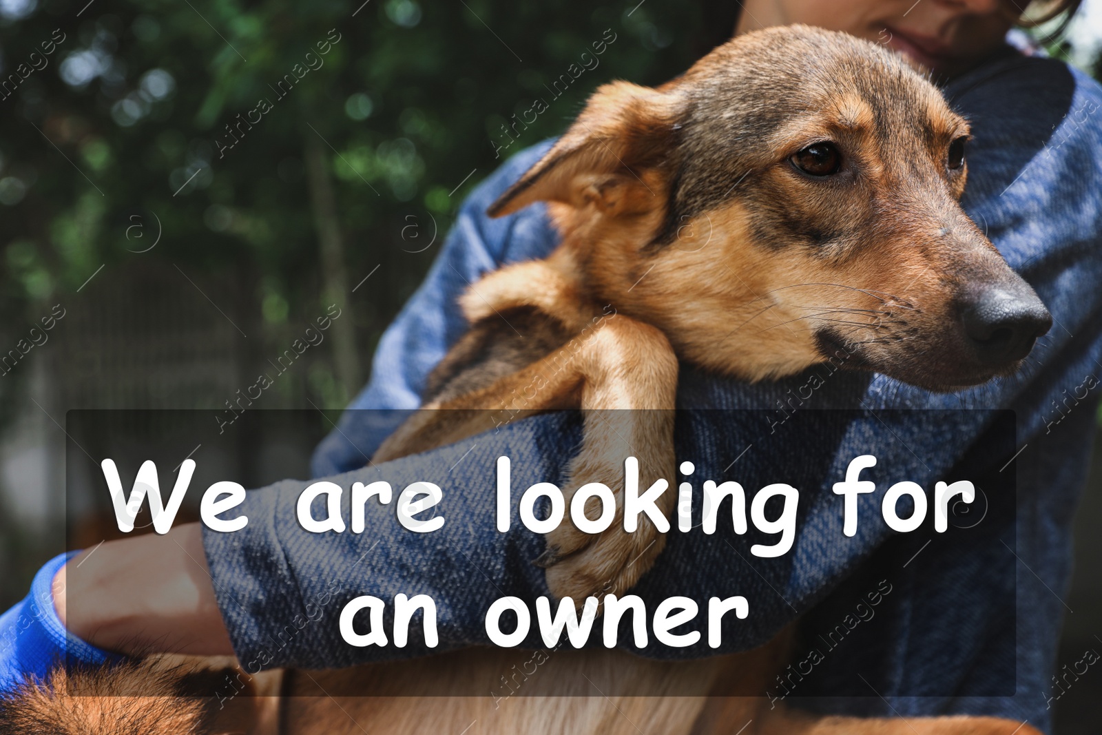 Image of Female volunteer with homeless dog at animal shelter outdoors