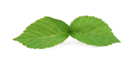 Photo of Fresh green raspberry leaves isolated on white