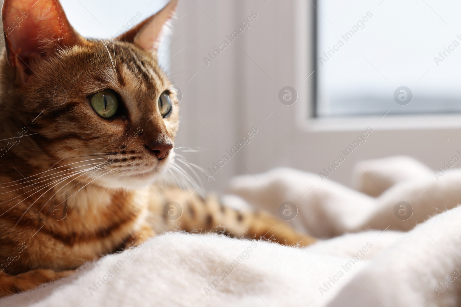 Photo of Cute Bengal cat on windowsill at home, closeup with space for text. Adorable pet