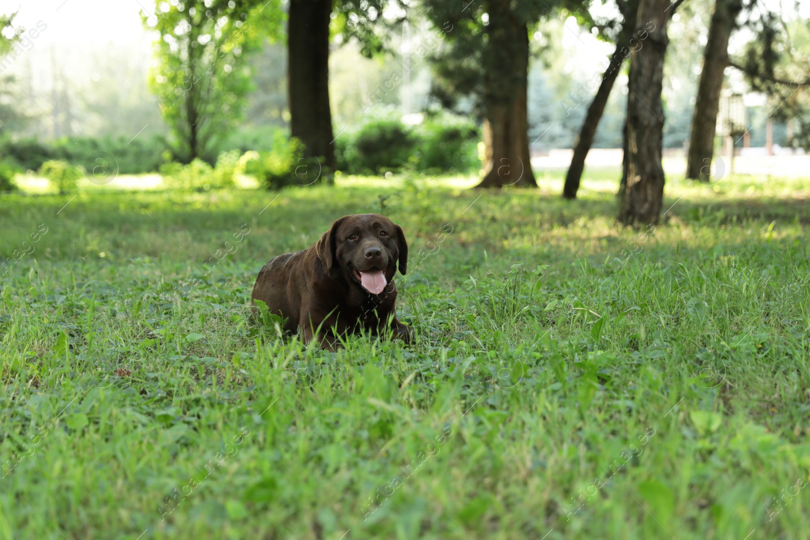 Photo of Cute Chocolate Labrador Retriever on green grass in summer park