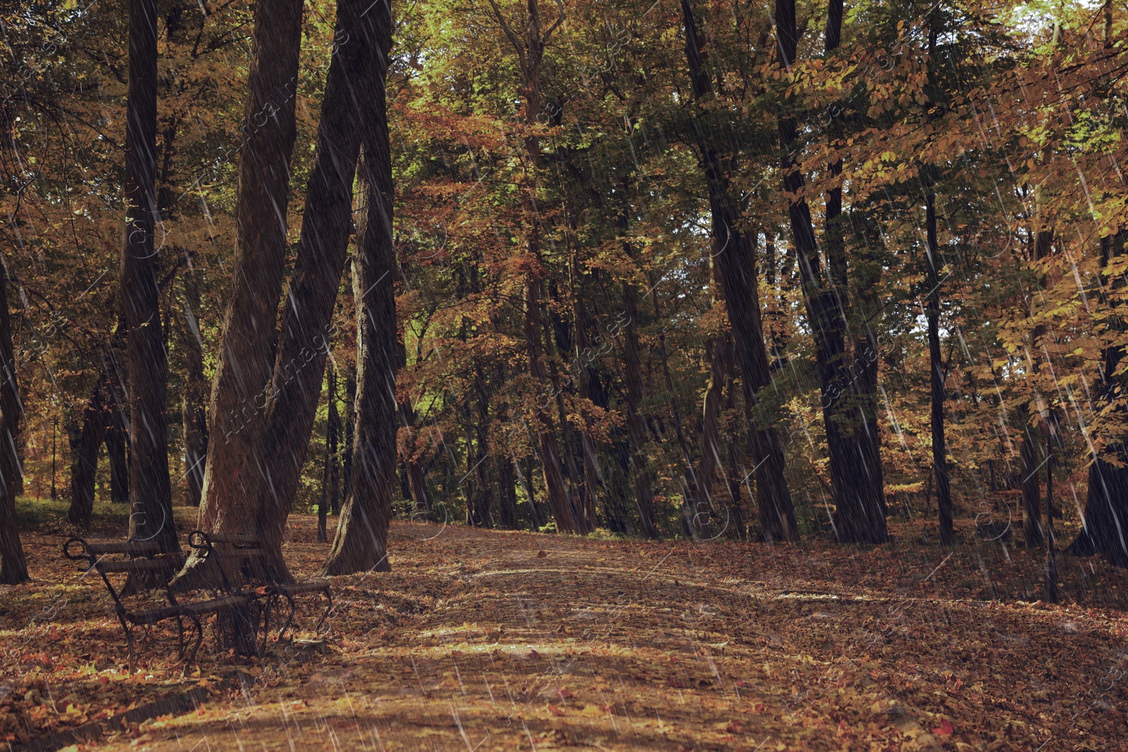 Image of Beautiful trees and fallen autumn leaves in park on rainy day