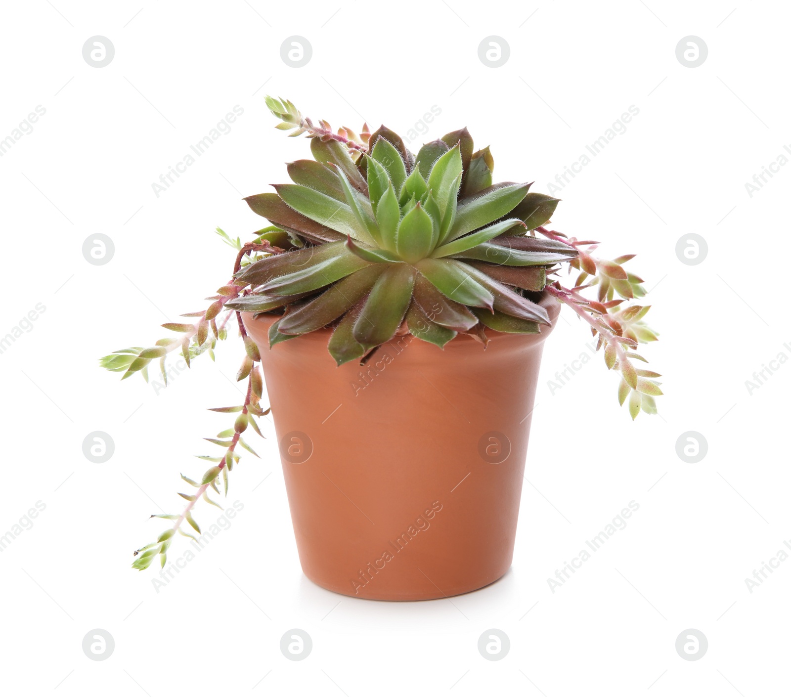 Photo of Beautiful potted echeveria isolated on white. Succulent plant