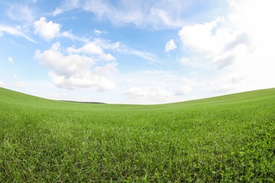 Photo of Beautiful lawn with green grass growing under blue sky. Fisheye lens