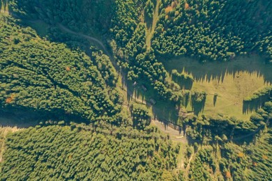 Photo of Aerial view of green forest on sunny day. Drone photography