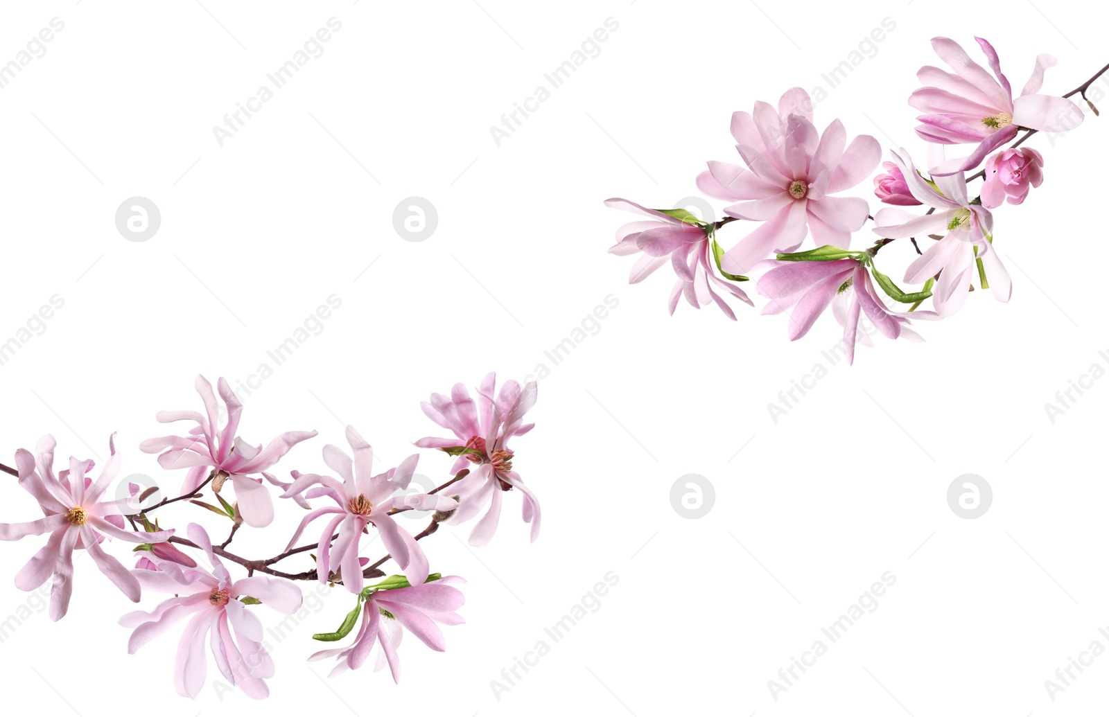 Image of Beautiful pink magnolia flowers on white background