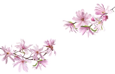 Image of Beautiful pink magnolia flowers on white background