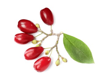 Photo of Fresh ripe dogwood berries with green leaf on white background, top view