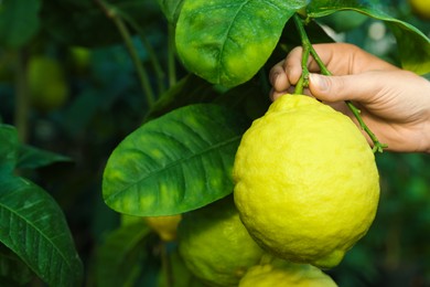 Photo of Woman picking ripe lemon from branch outdoors, closeup. Space for text