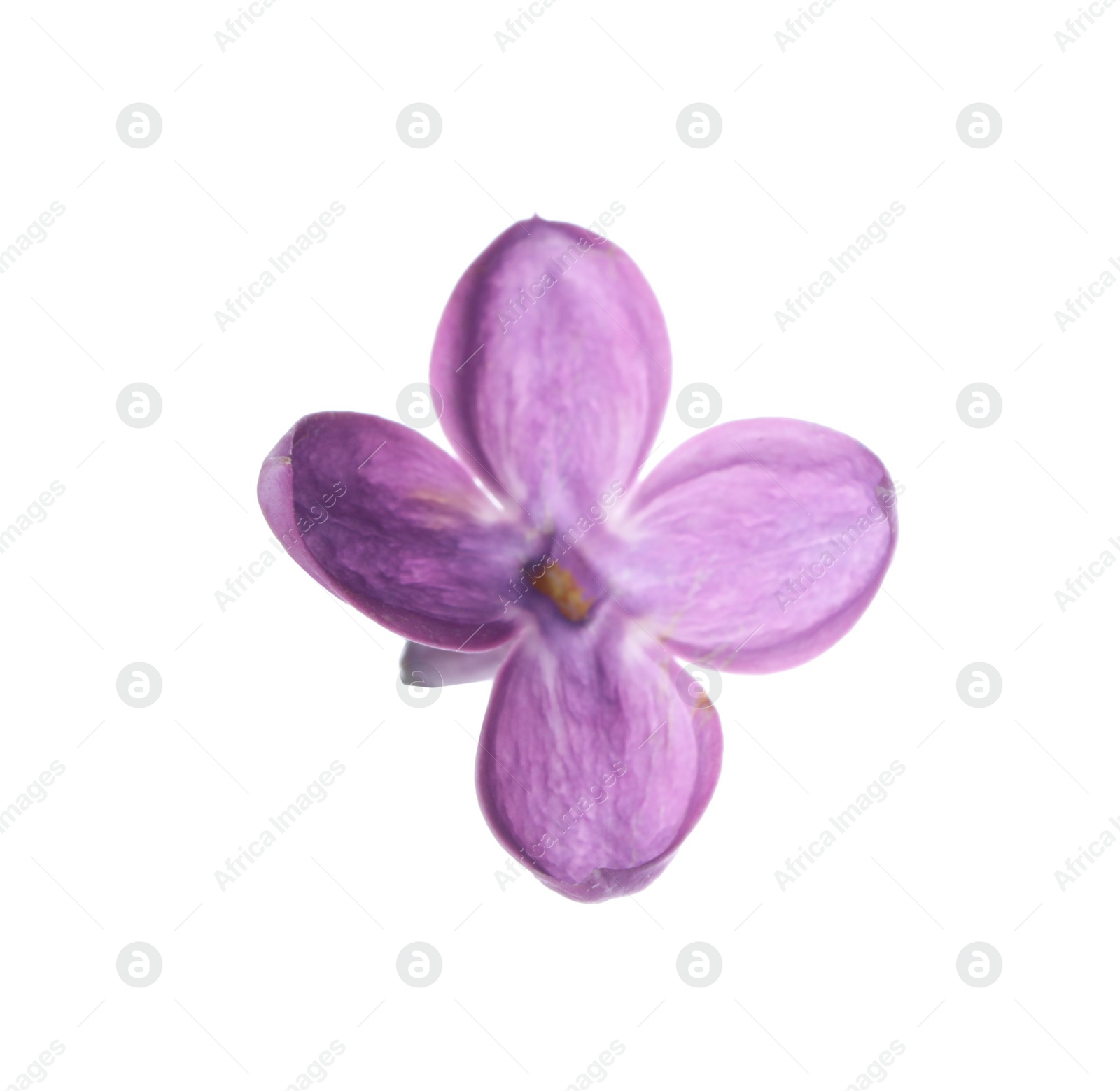 Photo of Beautiful purple lilac blossom isolated on white