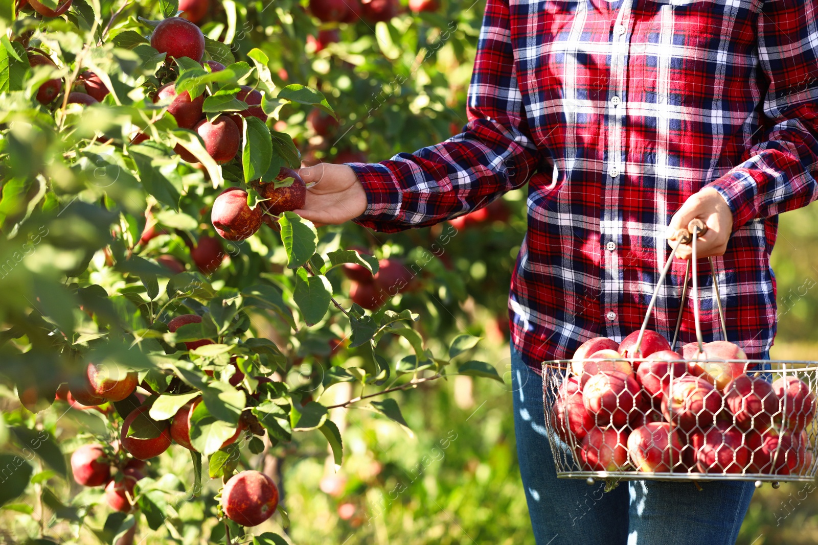 Photo of Woman with basket picking ripe apple from tree in garden, closeup