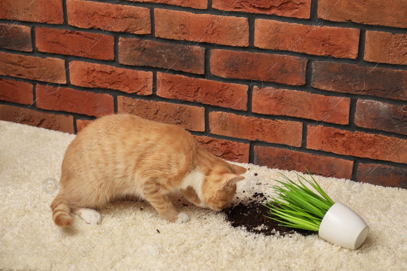 Photo of Cute ginger cat near overturned houseplant on carpet at home