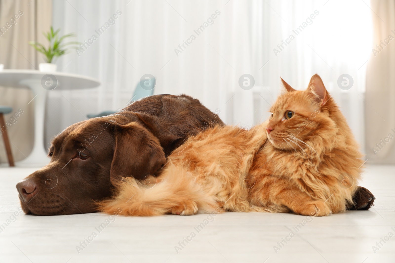 Photo of Cat and dog together on floor indoors. Fluffy friends