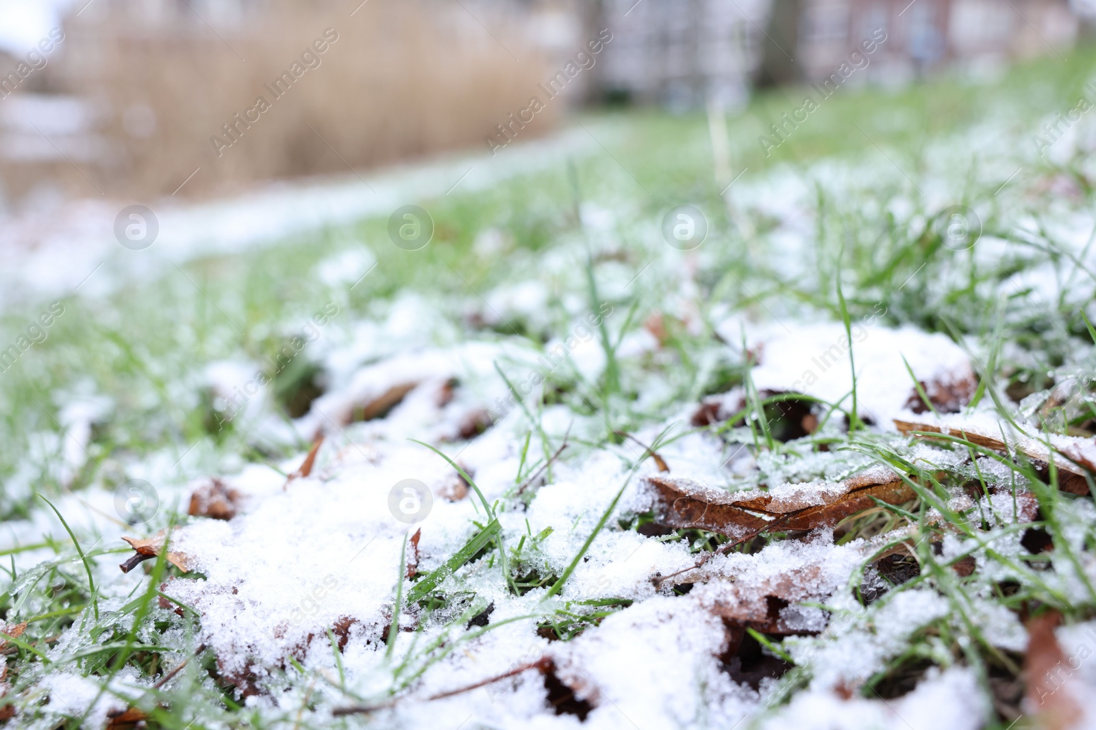 Photo of Green grass covered with snow on winter day, closeup