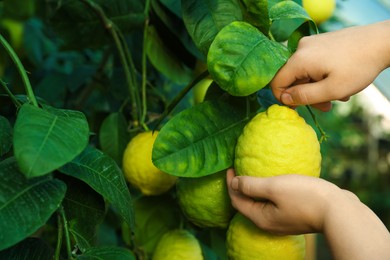 Photo of Woman picking ripe lemon from branch outdoors, closeup