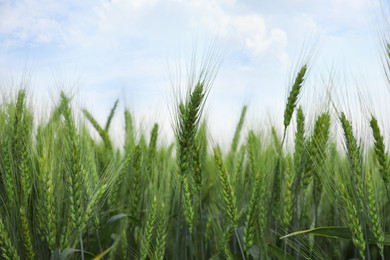 Beautiful view of field with ripening wheat, closeup