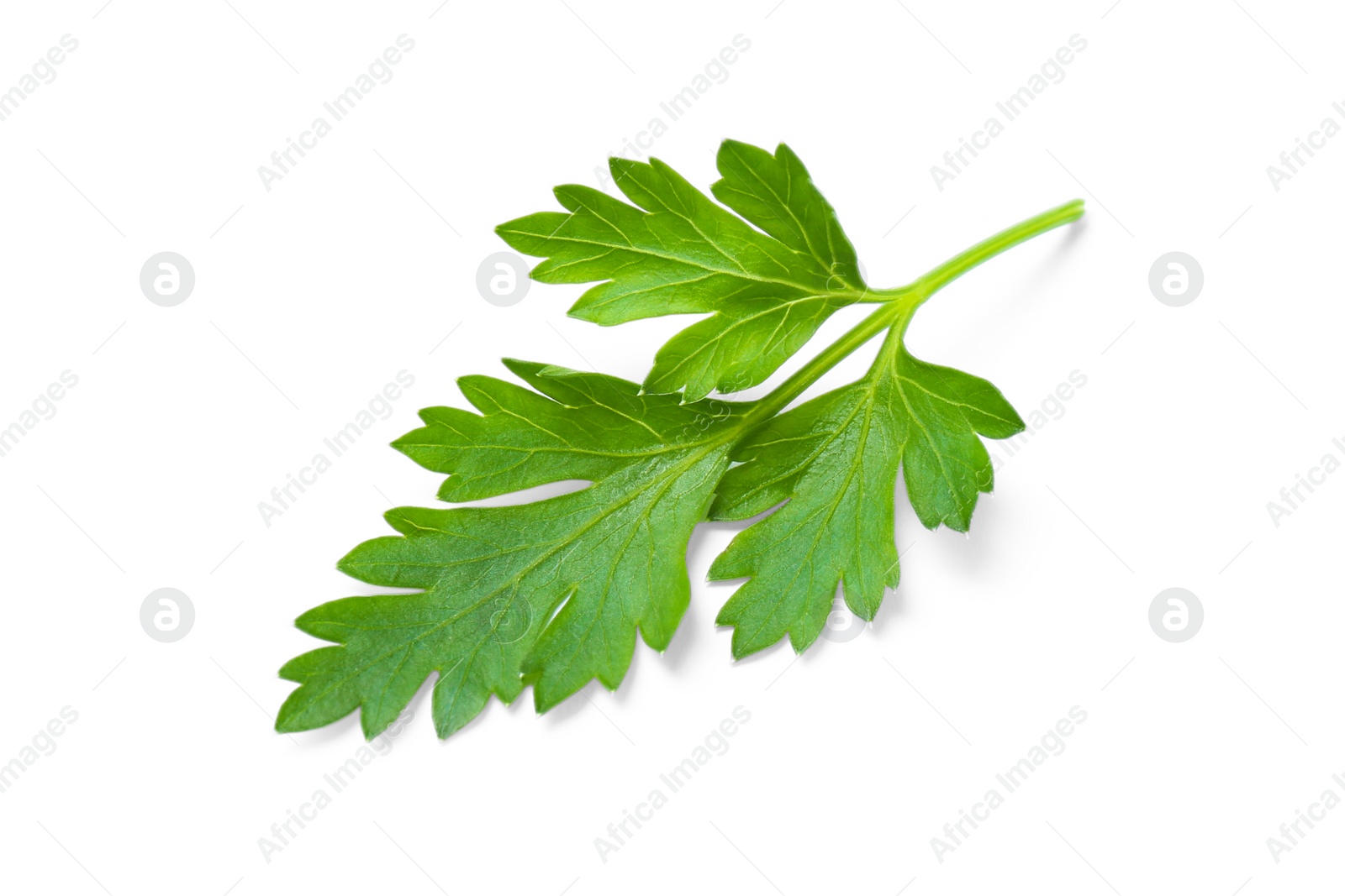 Photo of Fresh green organic parsley on white background