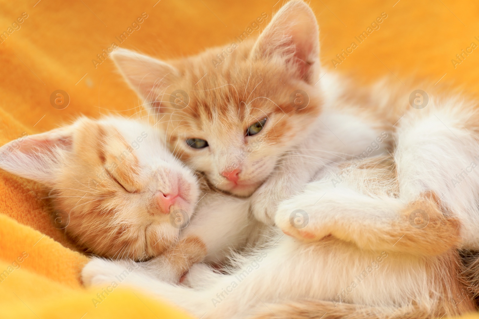 Photo of Cute little red kittens on yellow blanket, closeup view