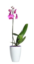 Photo of Beautiful tropical orchid flower in pot on white background