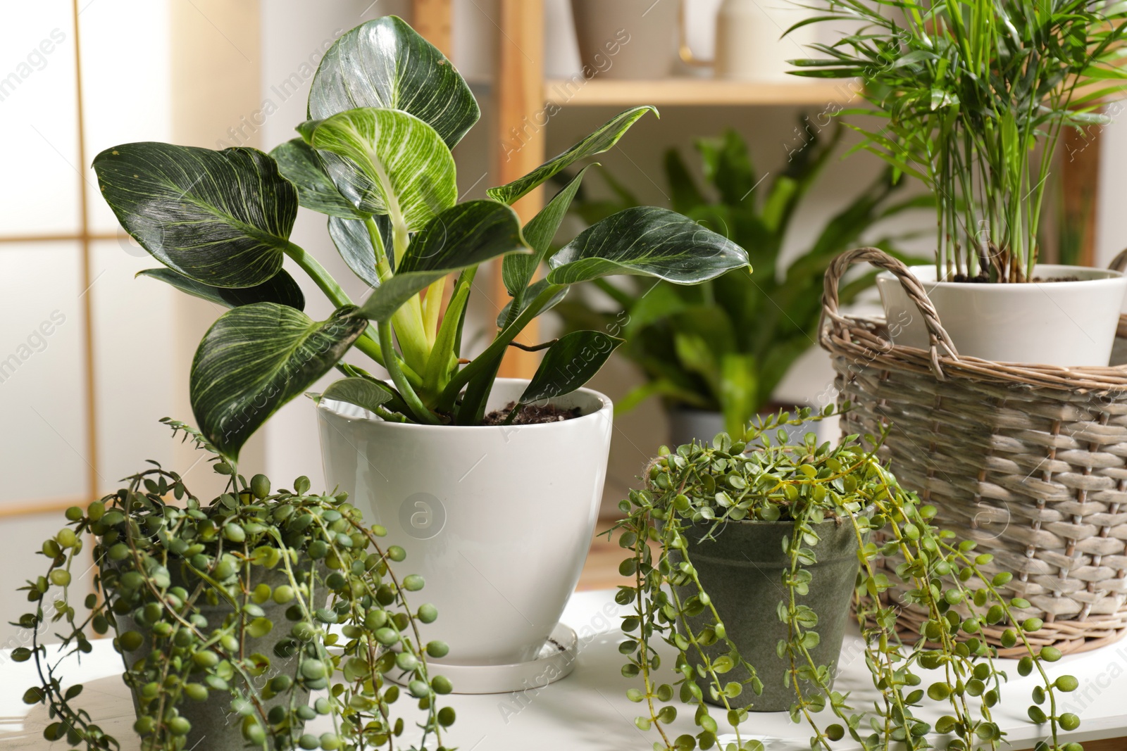 Photo of Green houseplants in pots on white table indoors