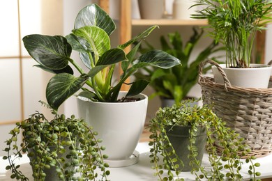 Photo of Green houseplants in pots on white table indoors