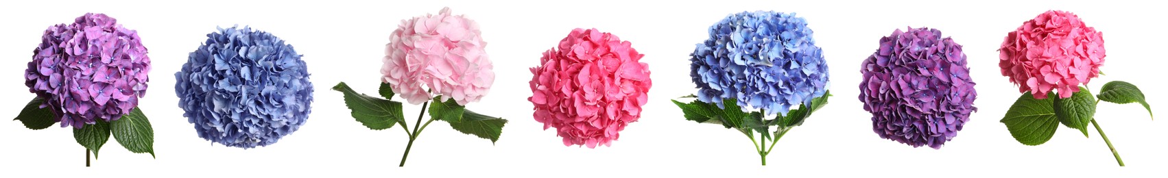 Set with delicate beautiful hortensia flowers on white background. Banner design