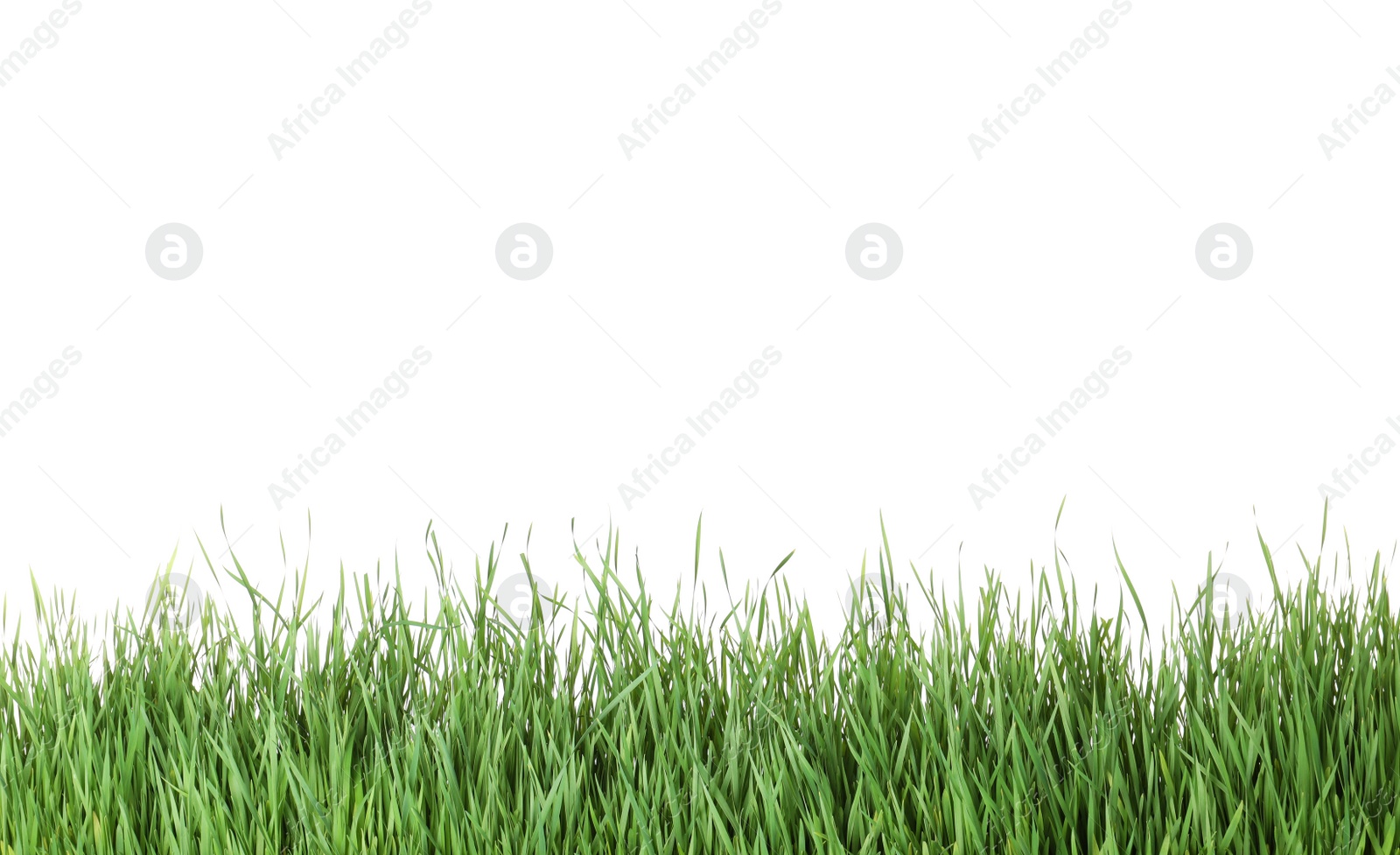 Photo of Beautiful vibrant green grass on white background