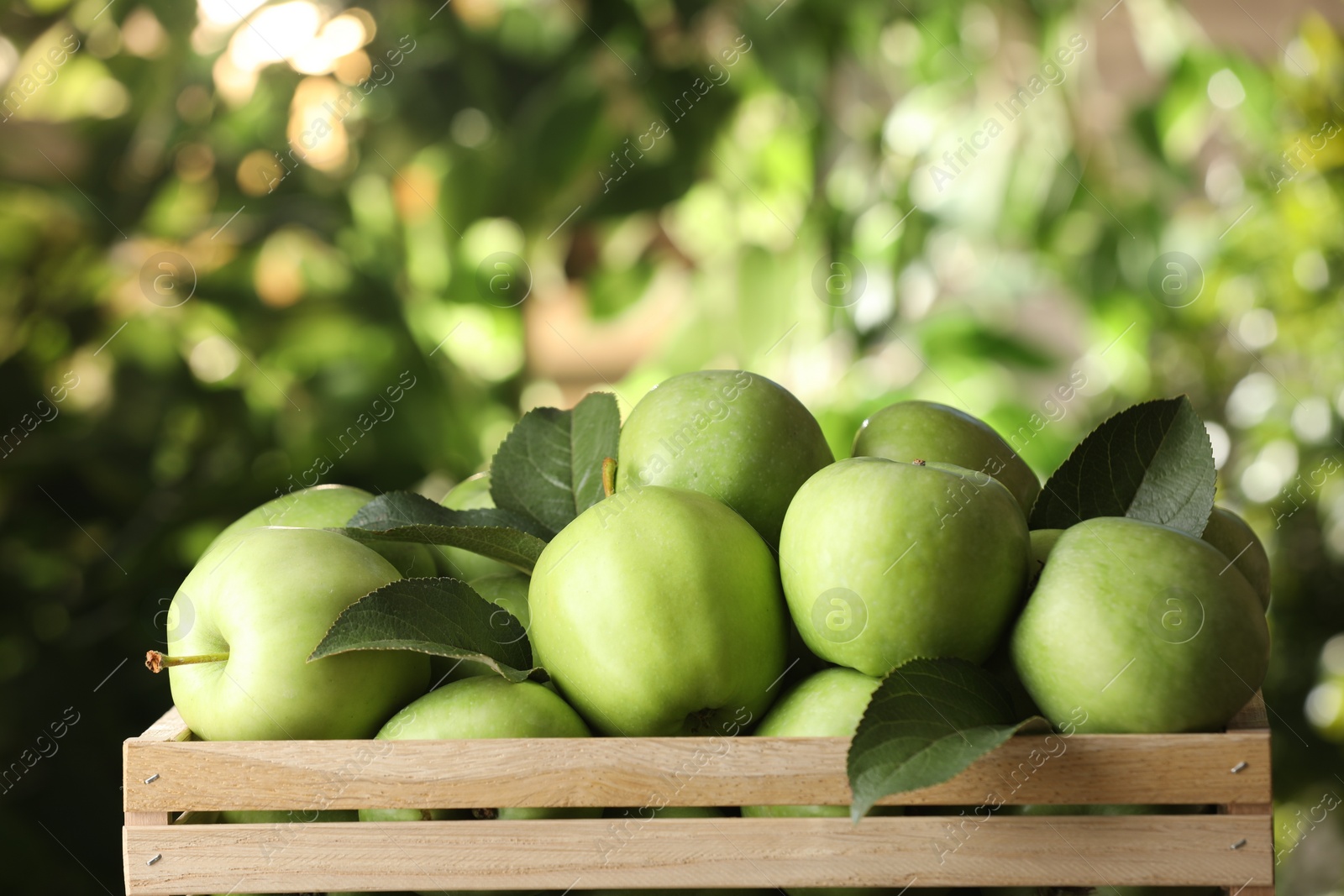 Photo of Crate full of ripe green apples and leaves on blurred background, closeup