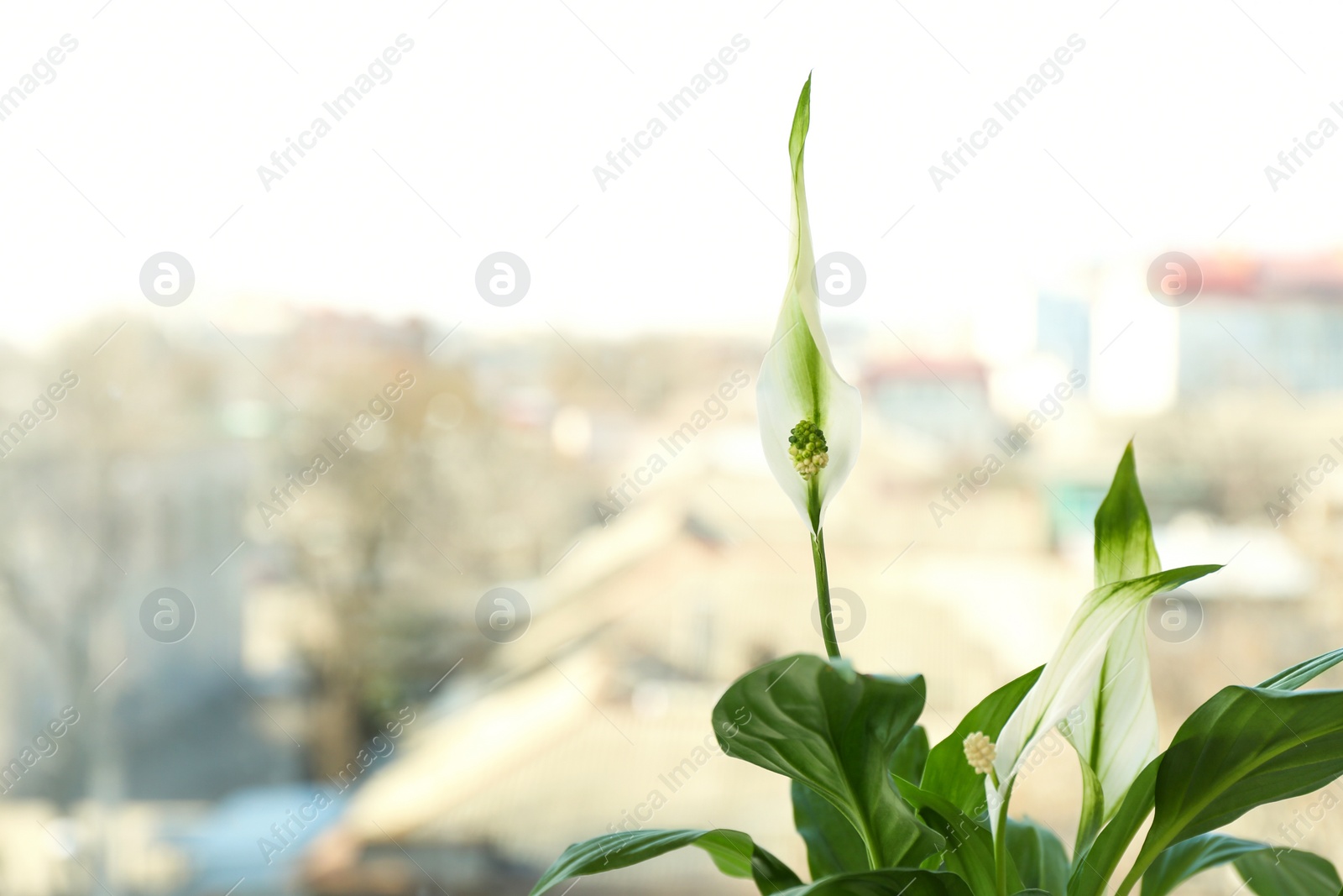 Photo of Beautiful Peace lily plant against blurred background, space for text