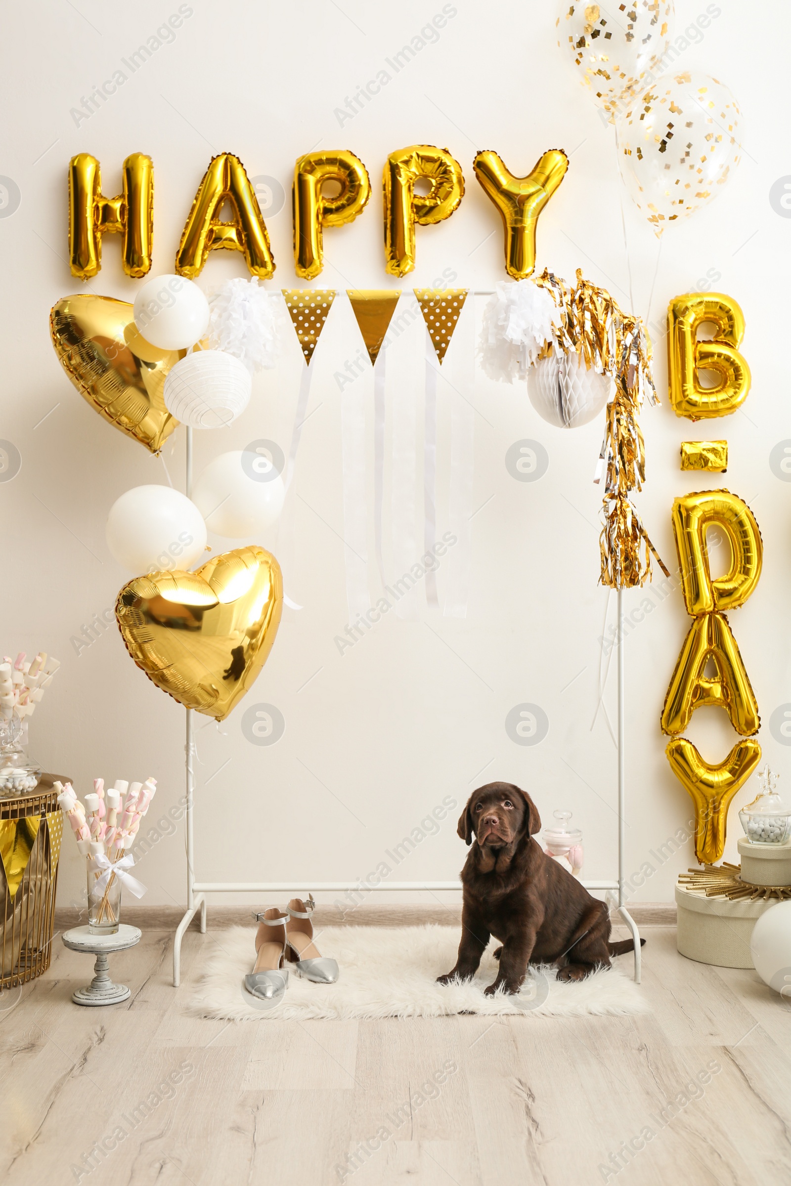 Photo of Chocolate Labrador Retriever and phrase HAPPY BIRTHDAY made of golden balloon letters in decorated room