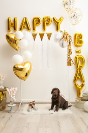 Chocolate Labrador Retriever and phrase HAPPY BIRTHDAY made of golden balloon letters in decorated room