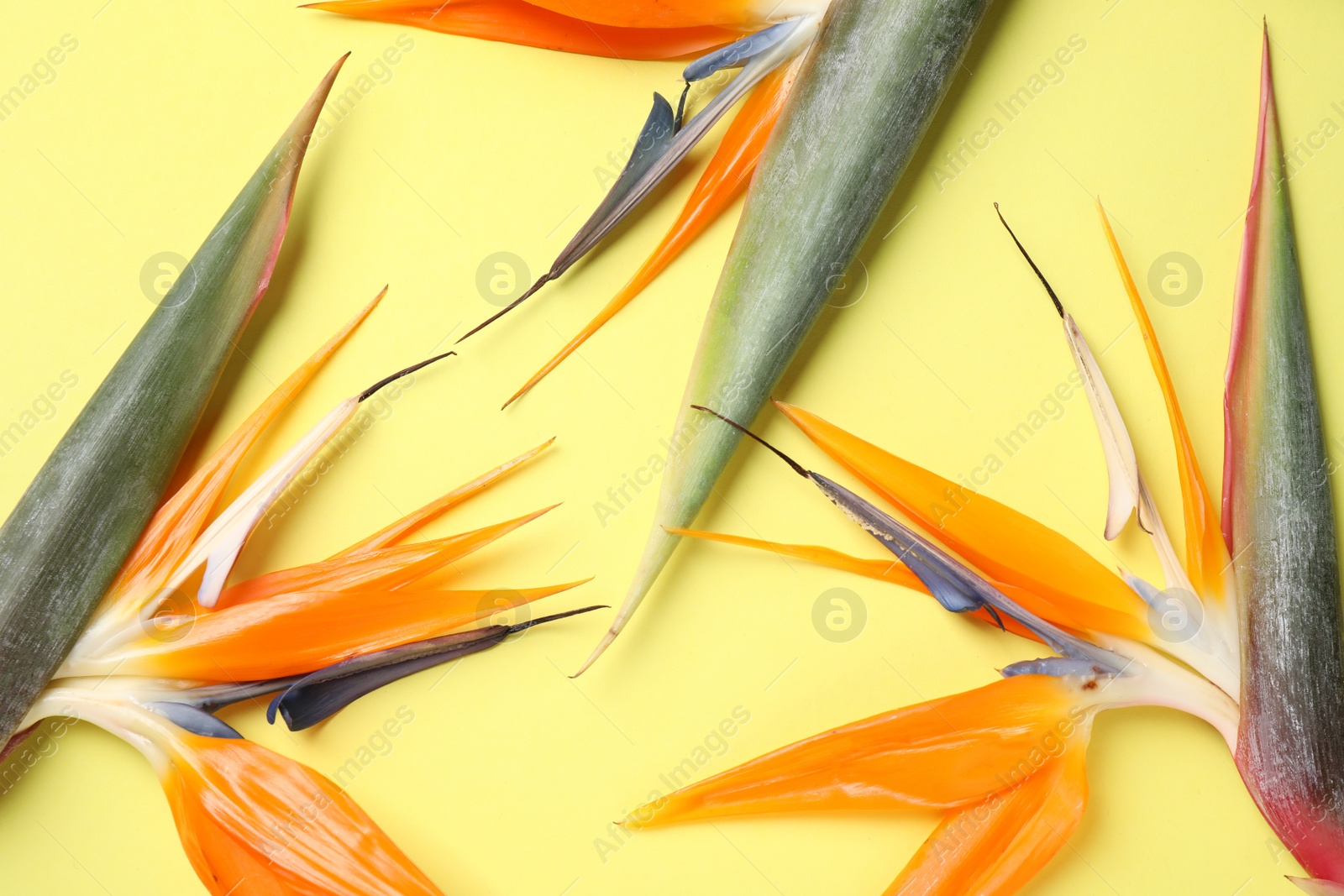 Photo of Bird of paradise tropical flowers on yellow background, closeup