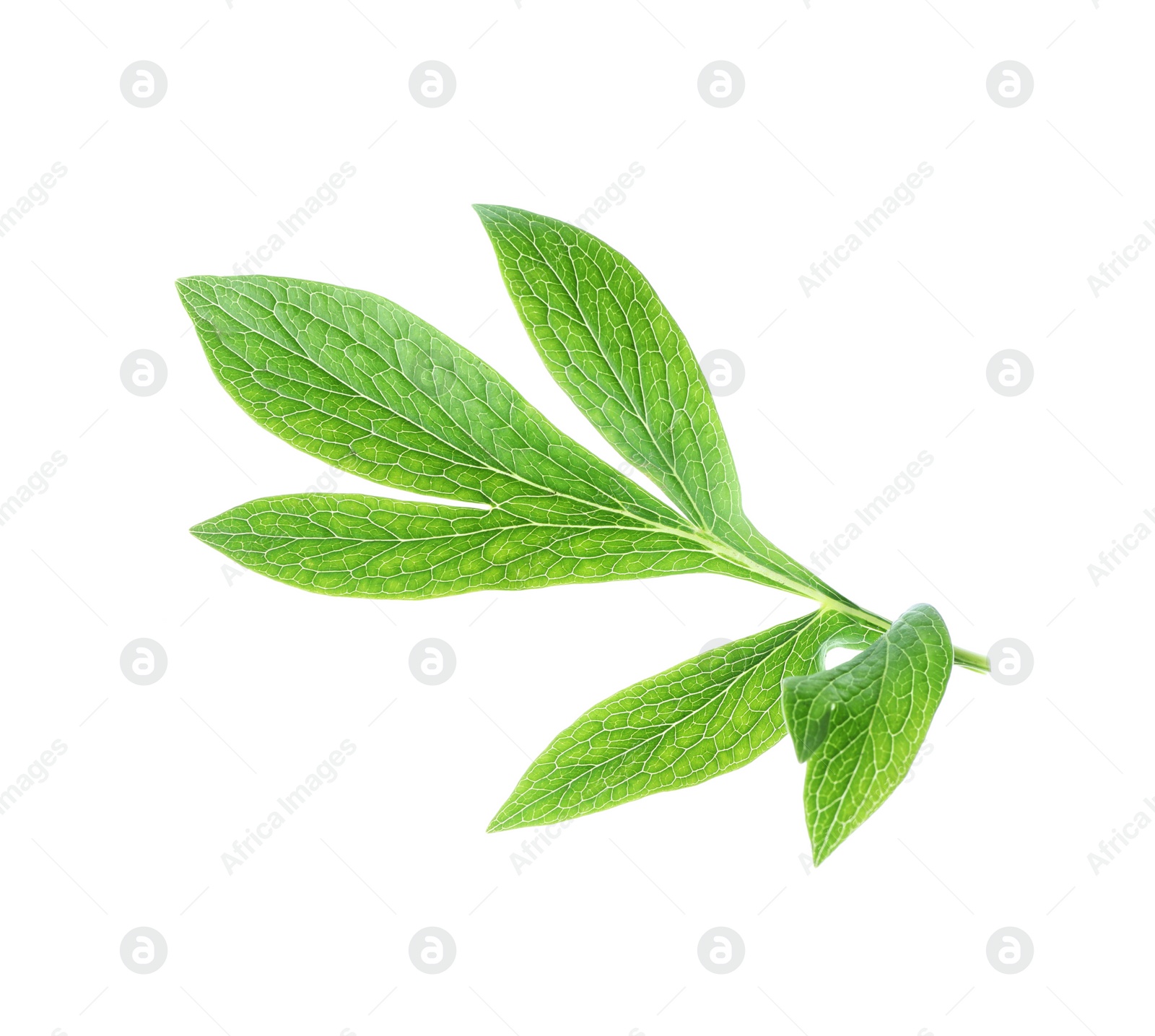 Photo of Fresh leaves of peony plant isolated on white