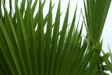 Photo of Beautiful palm leaf against blue sky, closeup. Tropical plant