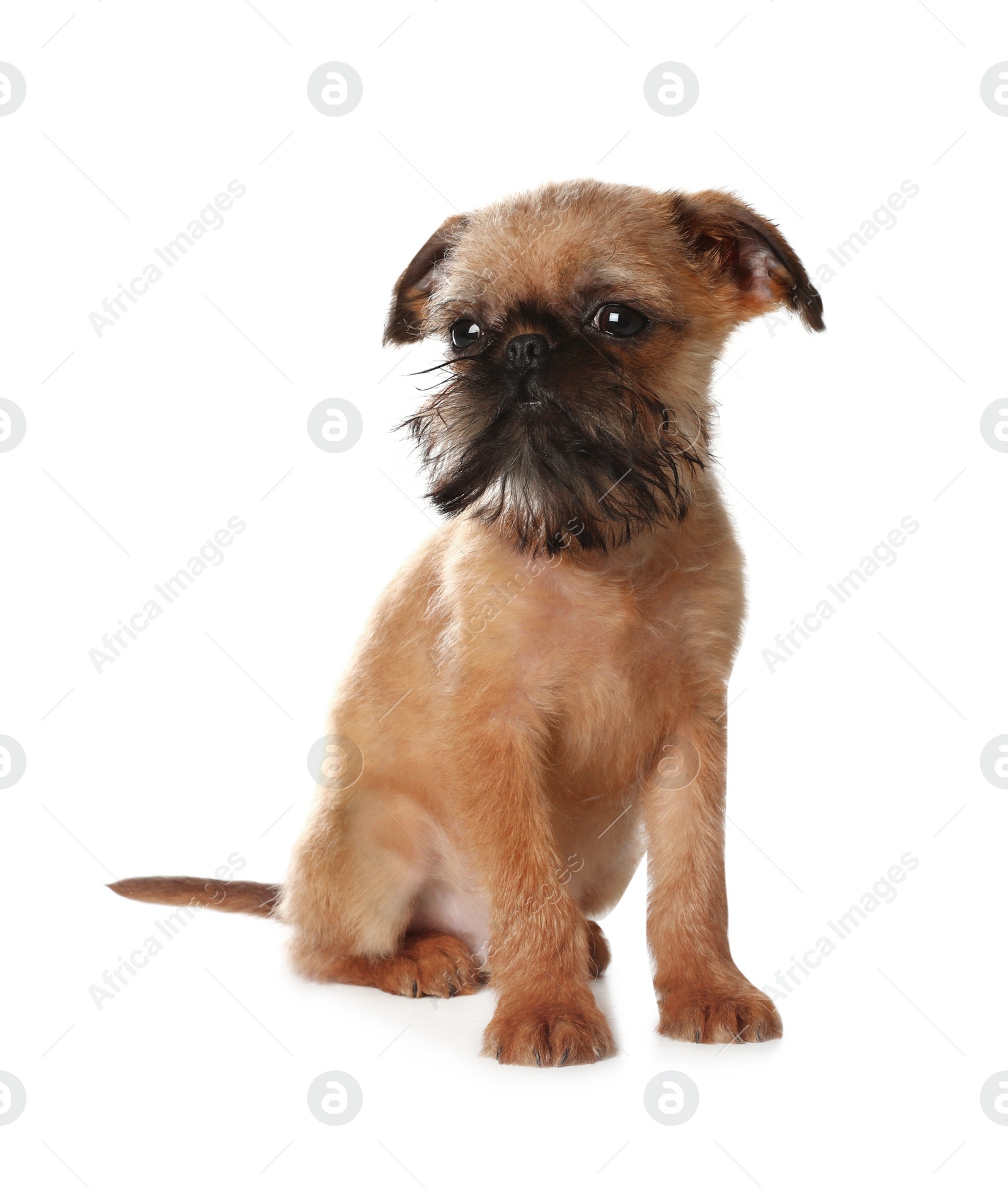Photo of Studio portrait of funny Brussels Griffon dog looking into camera on white background