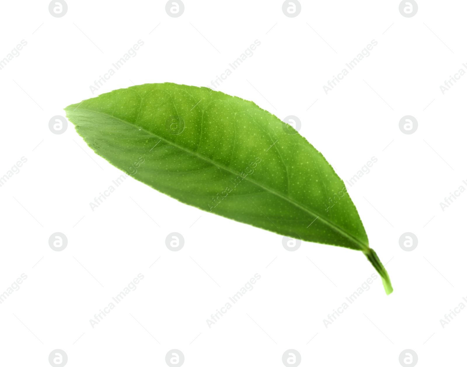 Photo of Fresh green citrus leaf isolated on white