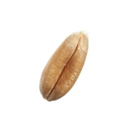One raw wheat grain on white background