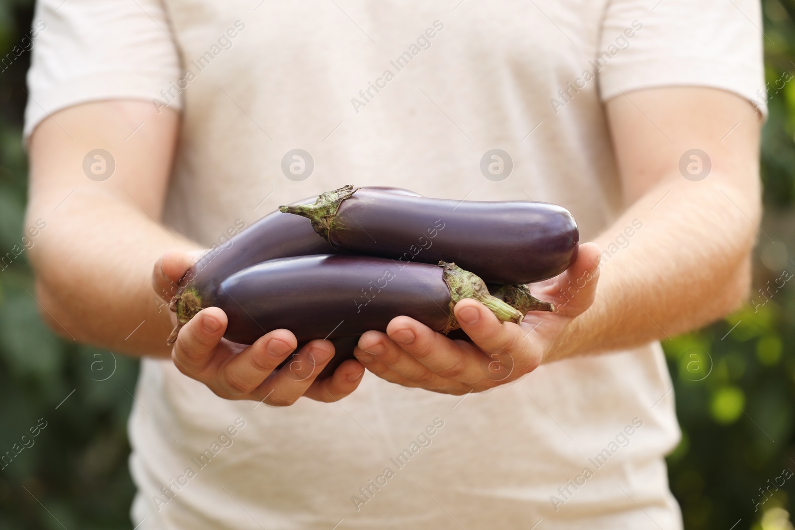 Photo of Man holding ripe eggplants on blurred background, closeup