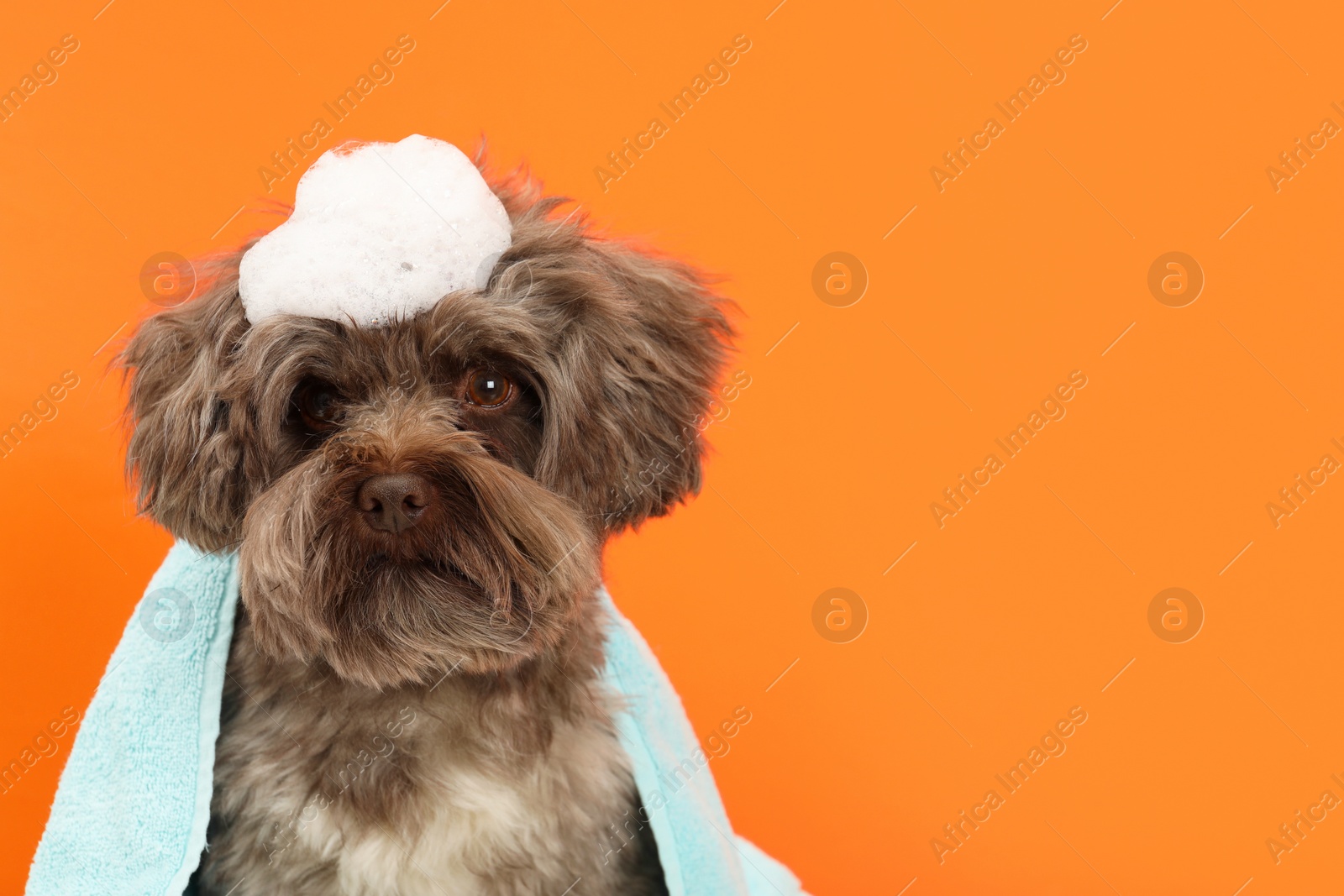 Photo of Cute Maltipoo dog with towel and foam on orange background, space for text. Lovely pet