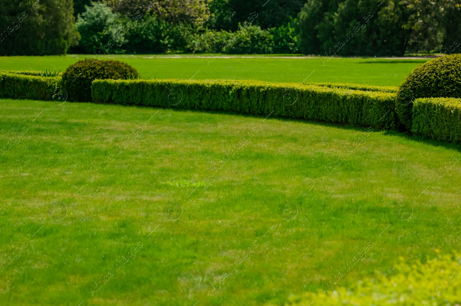 Photo of Beautiful green lawn with freshly mown grass and trees in park on sunny day