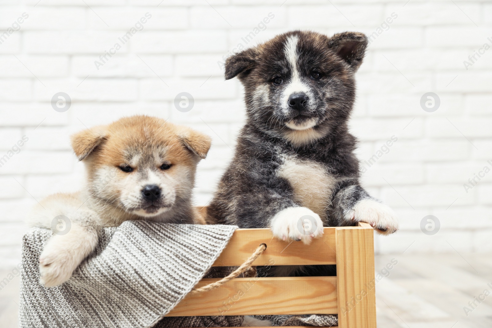Photo of Akita inu puppies in wooden crate against white brick wall. Cute dogs