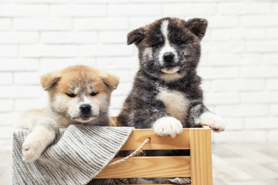 Akita inu puppies in wooden crate against white brick wall. Cute dogs