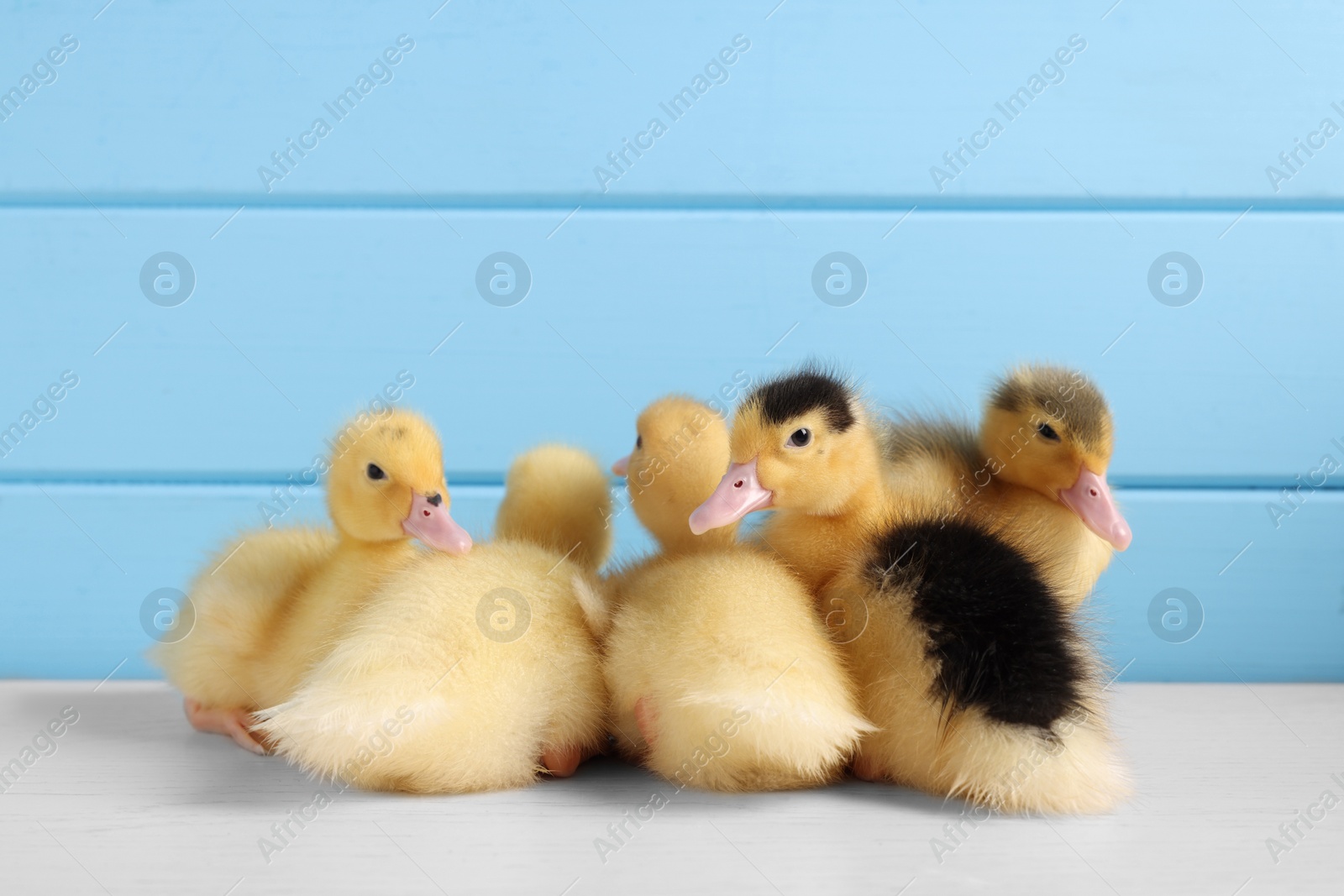 Photo of Baby animals. Cute fluffy ducklings on white wooden table near light blue wall