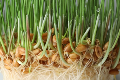 Photo of Sprouted wheat grass seeds, closeup. Dietary supplement