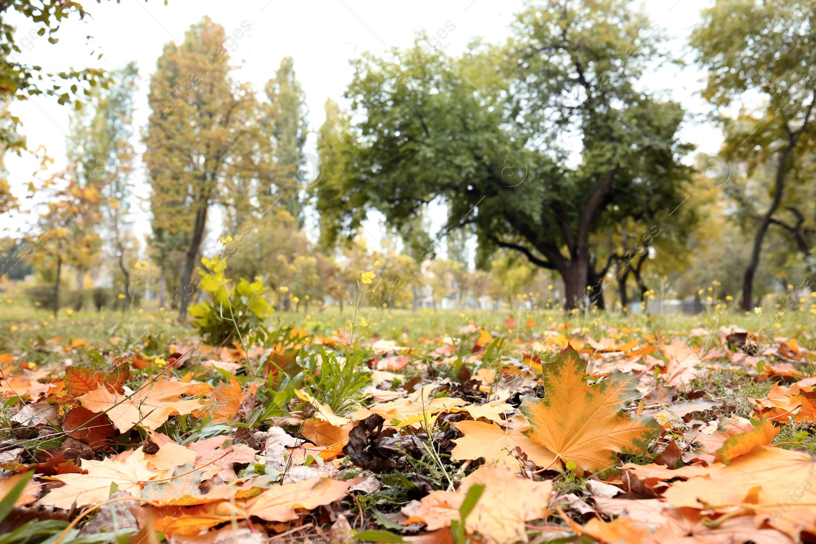 Photo of Colorful autumn leaves on green lawn in park