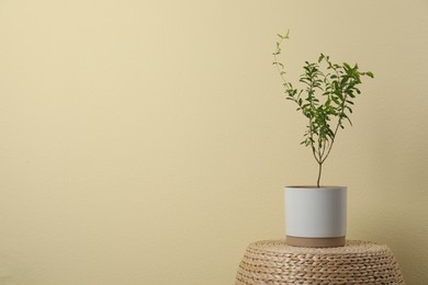 Pomegranate plant with green leaves in pot on wicker stand near beige wall, space for text