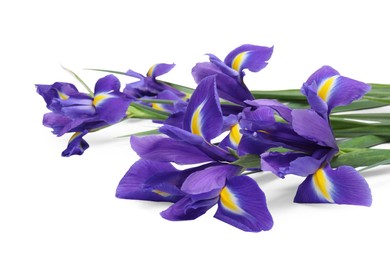 Photo of Beautiful violet iris flowers isolated on white