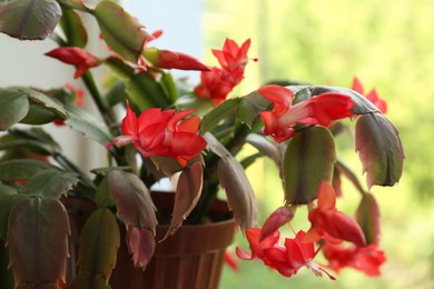 Beautiful crab cactus with red flowers, closeup