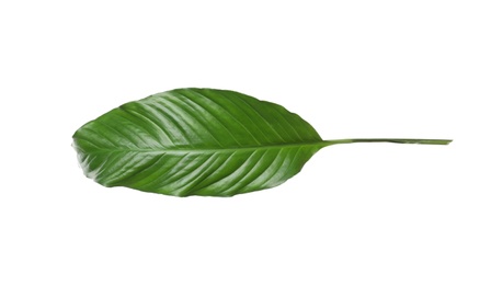 Photo of Leaf of tropical spathiphyllum plant isolated on white