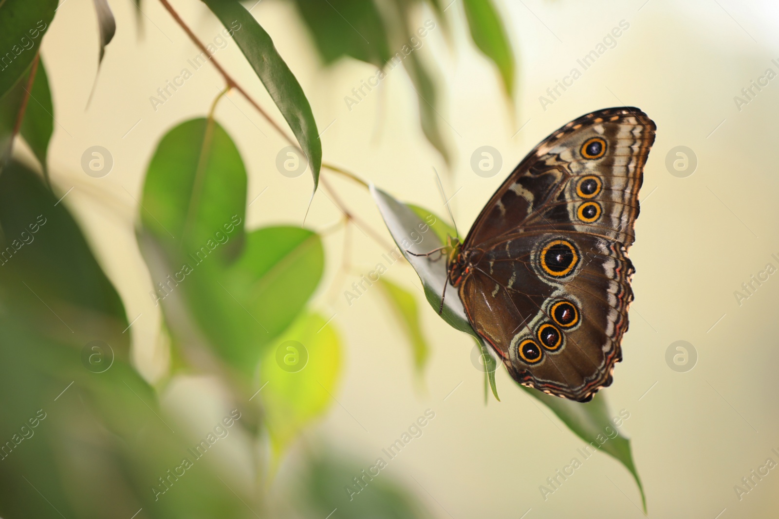 Photo of Beautiful Blue Morpho butterfly on green leaf